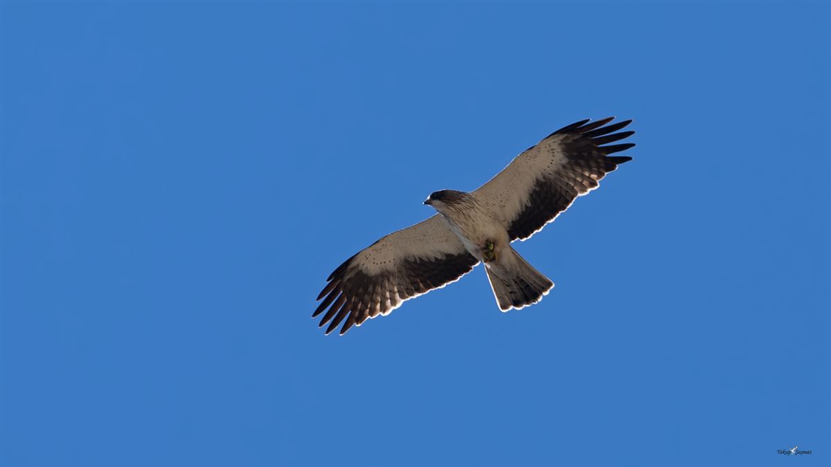 Küçük Kartal