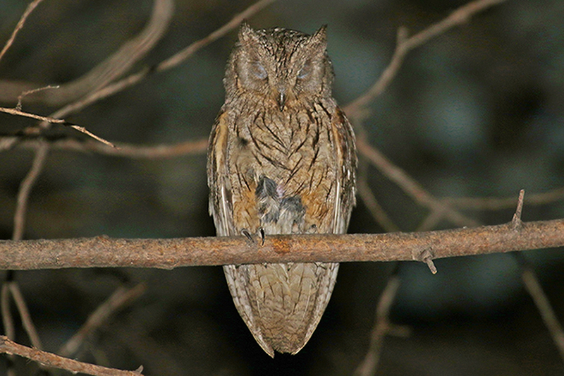 Pallid Scops Owl
