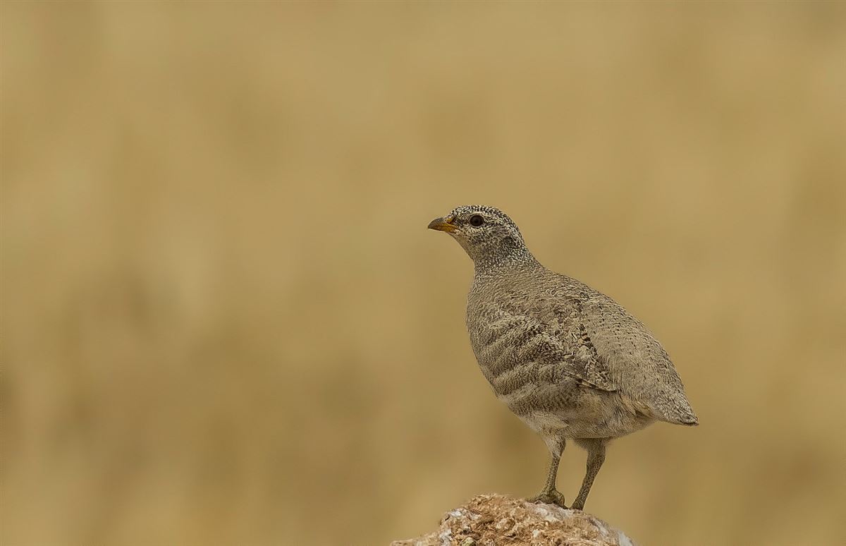 See-see Partridge
