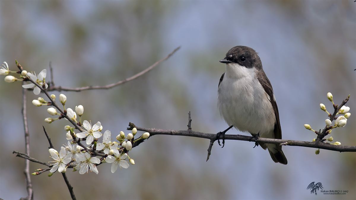 European Pied Flycatcher