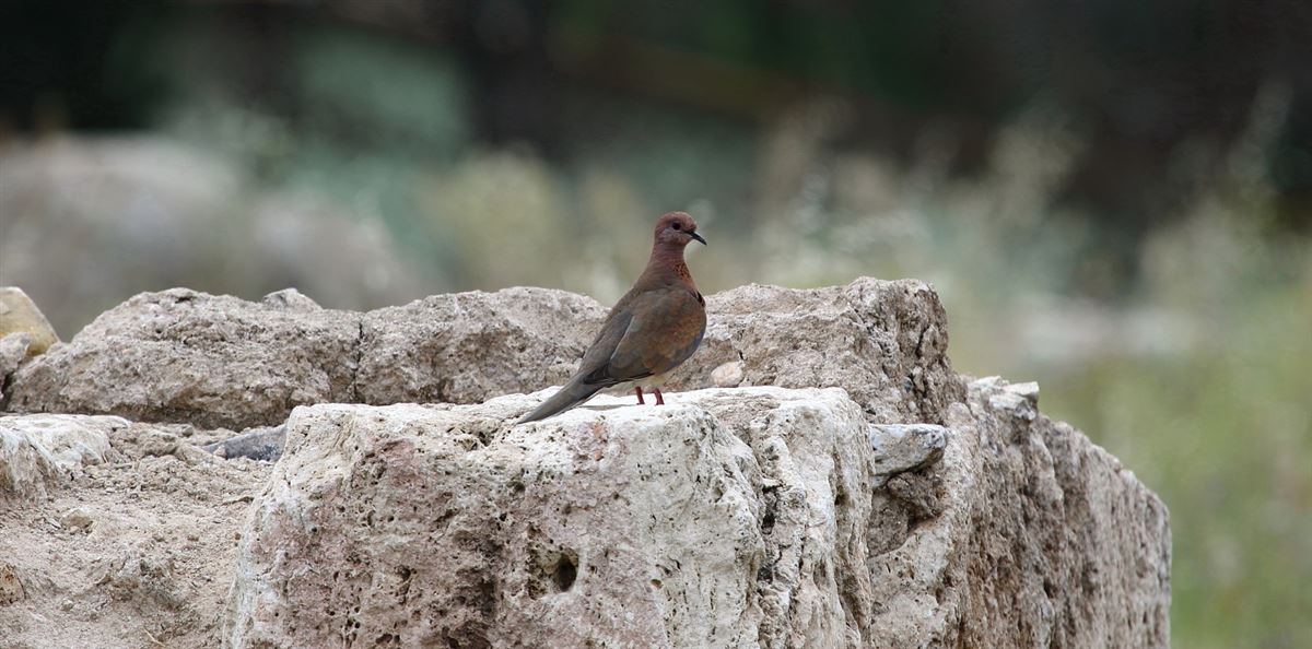 Küçük Kumru