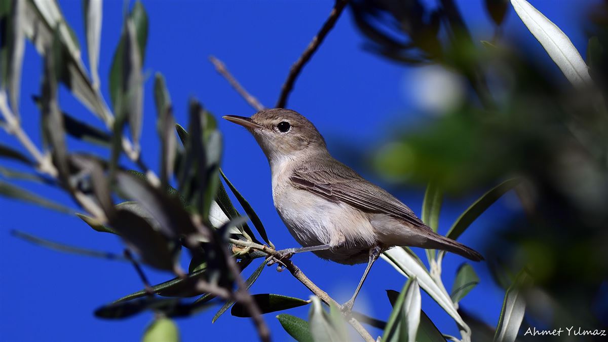 Zeytin Mukallidi