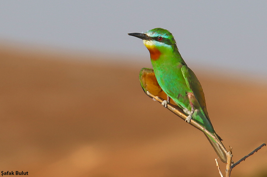 Blue-cheeked Bee-eater