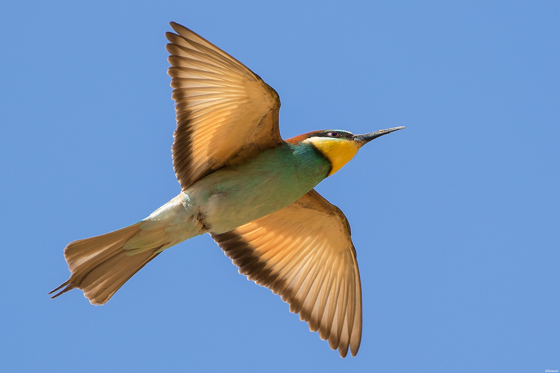 European Bee-eater