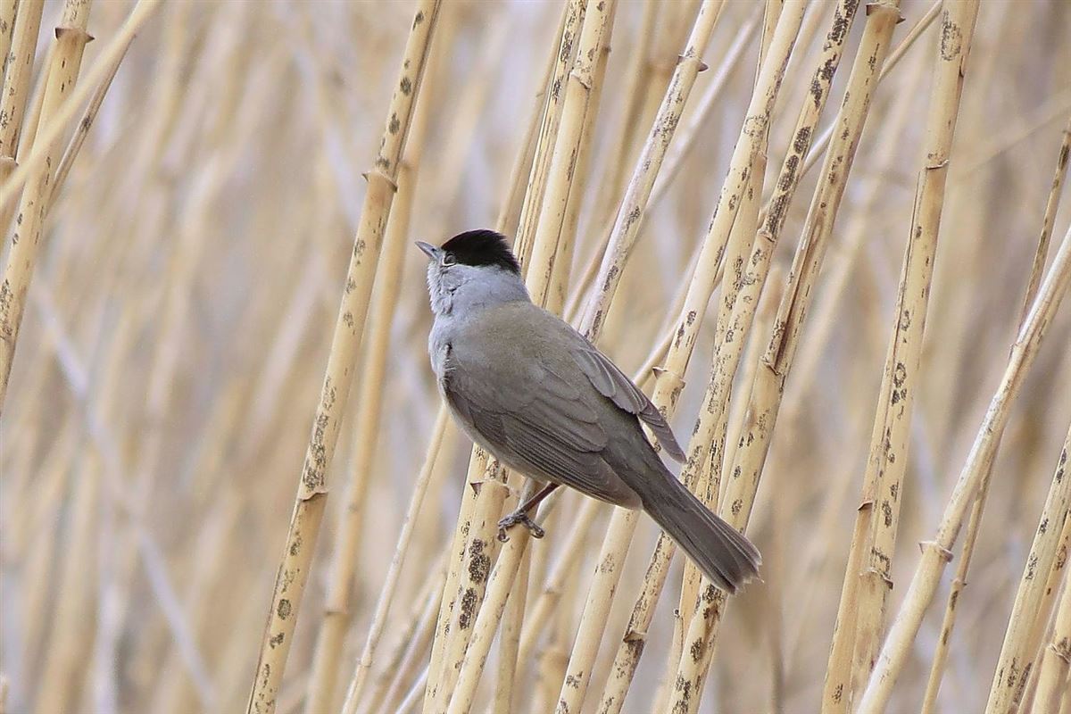 Eurasian Blackcap