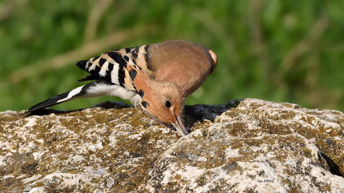Eurasian Hoopoe