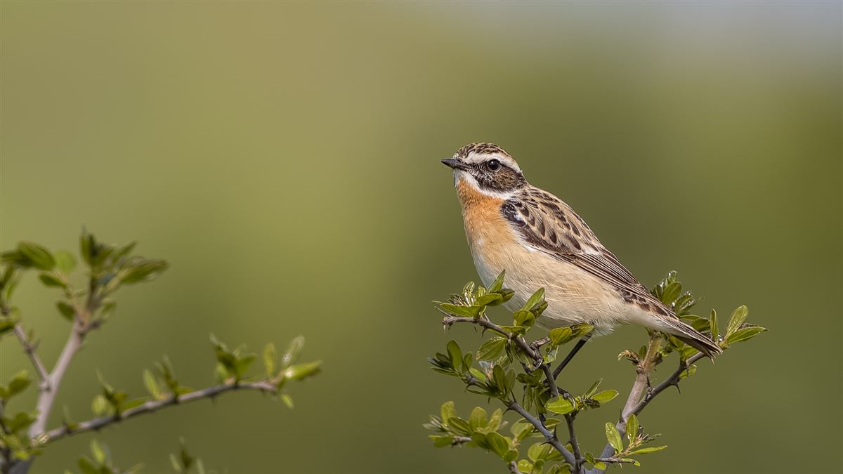 Whinchat