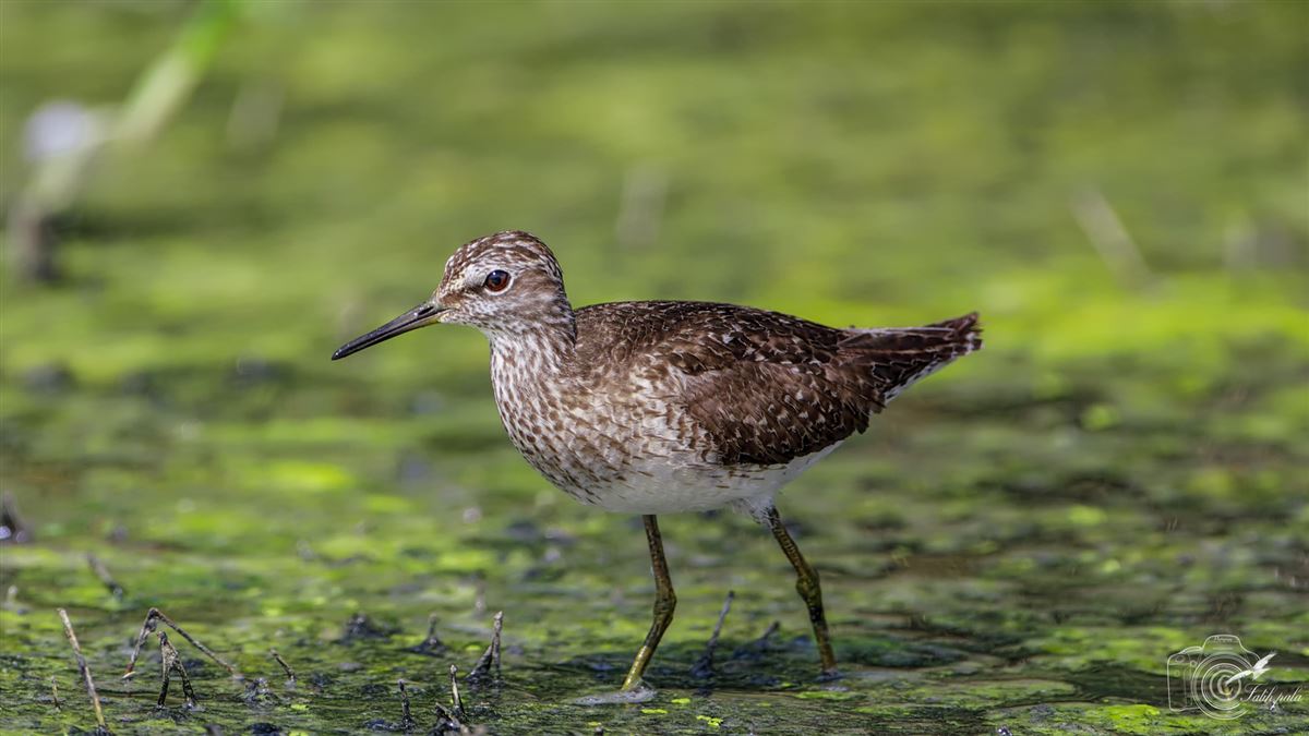 Wood Sandpiper
