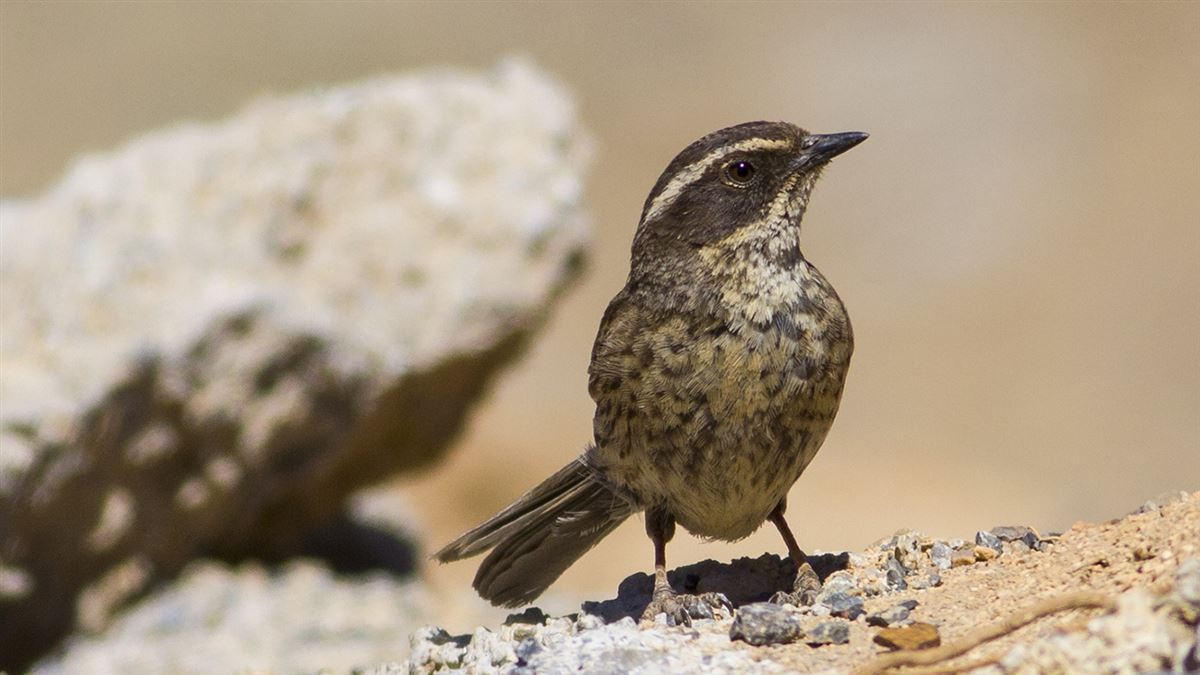 Radde`s Accentor