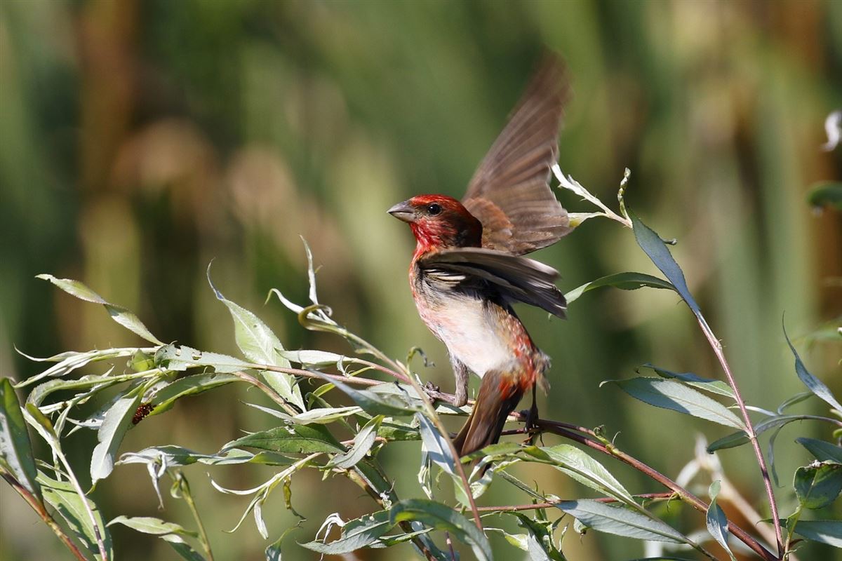 Common Rosefinch