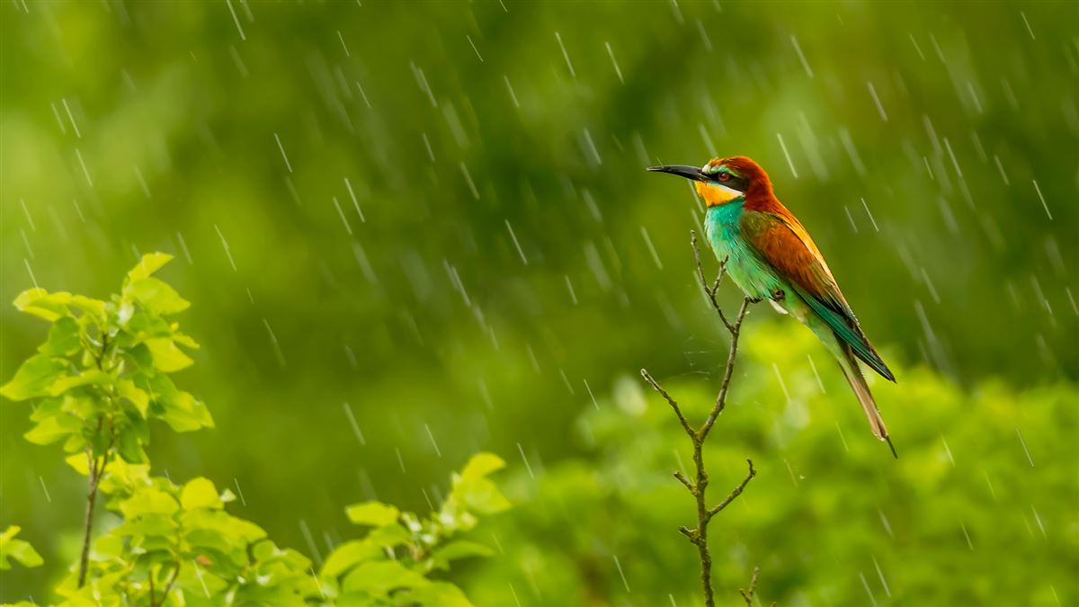 European Bee-eater
