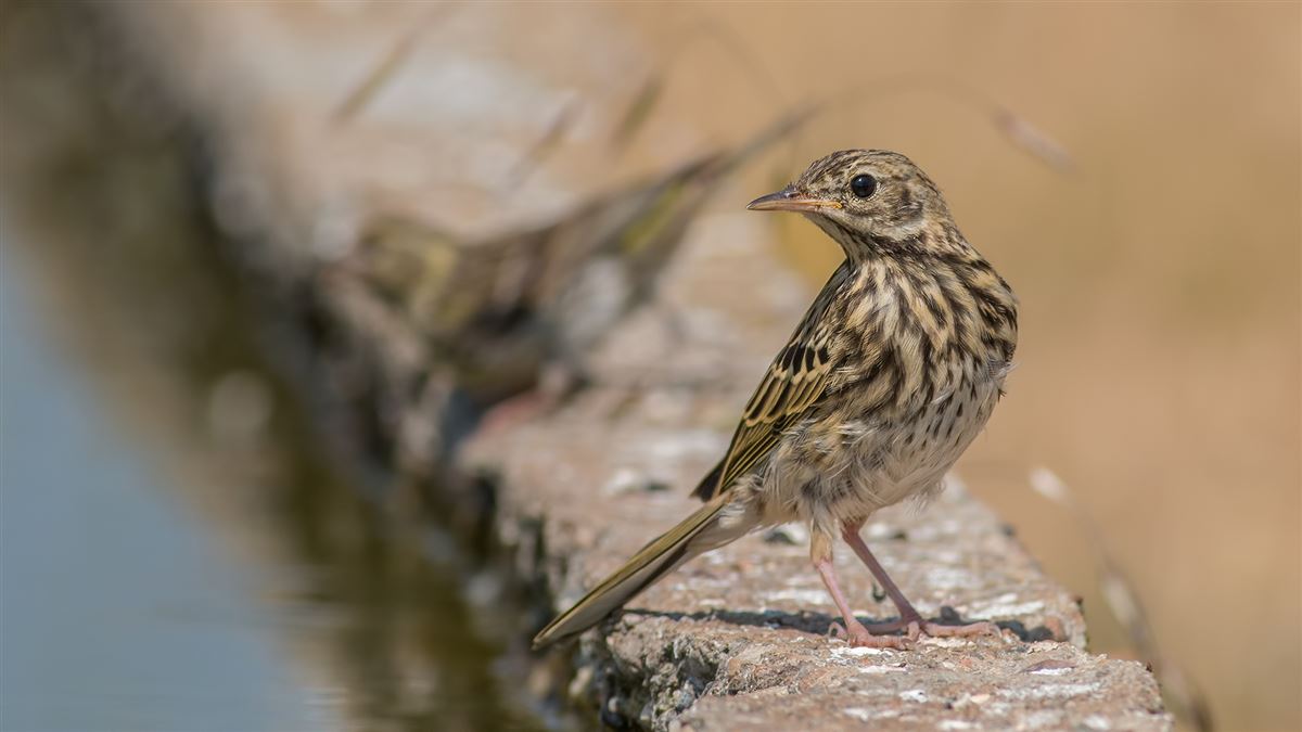 Tree Pipit