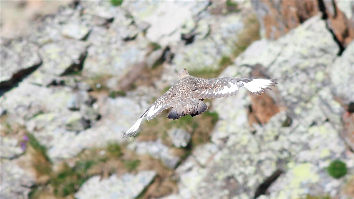 Caspian Snowcock