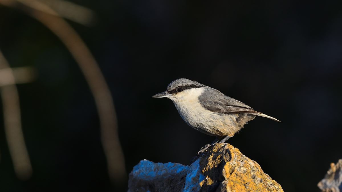 Western Rock Nuthatch