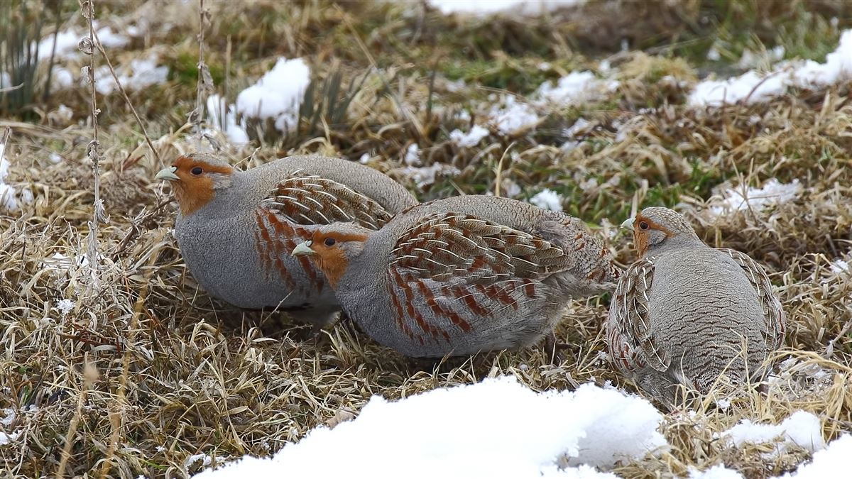 Grey Partridge