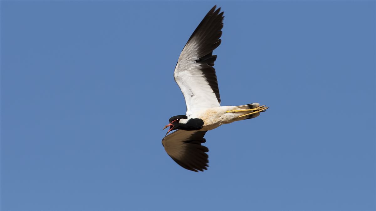 Red-wattled Lapwing