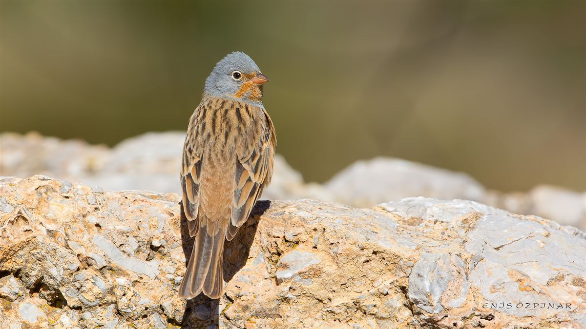 Cretzschmar`s Bunting