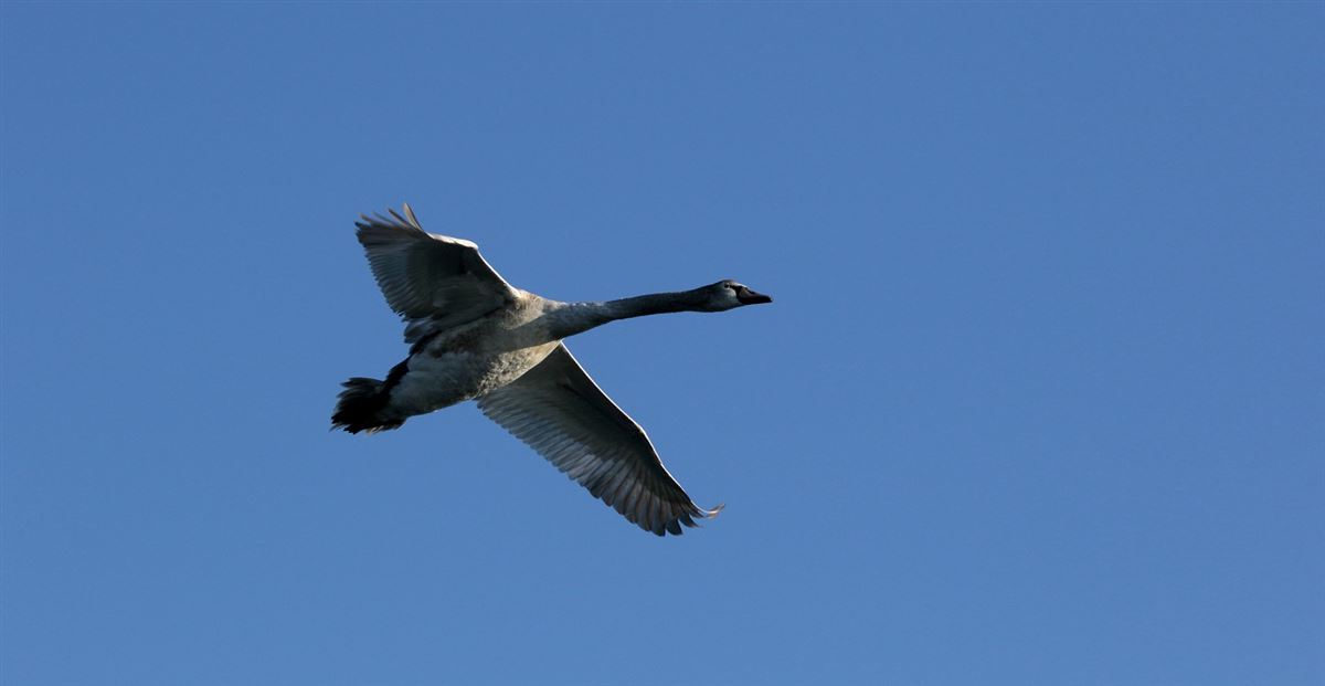 Kuğu