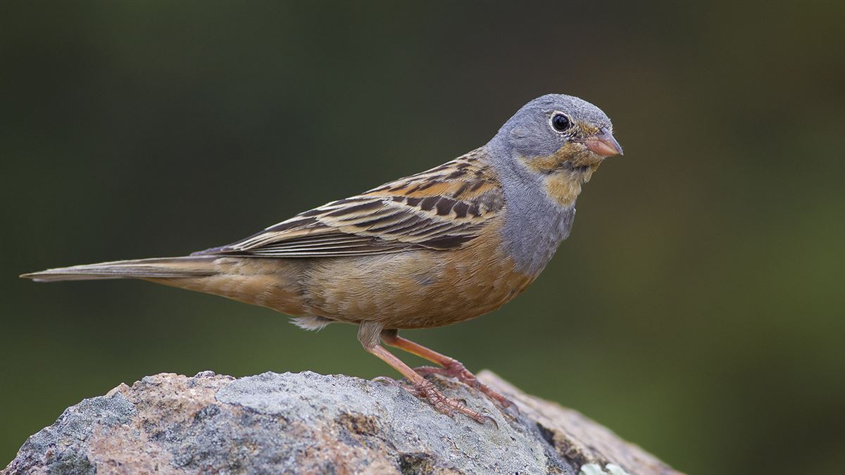 Cretzschmar`s Bunting