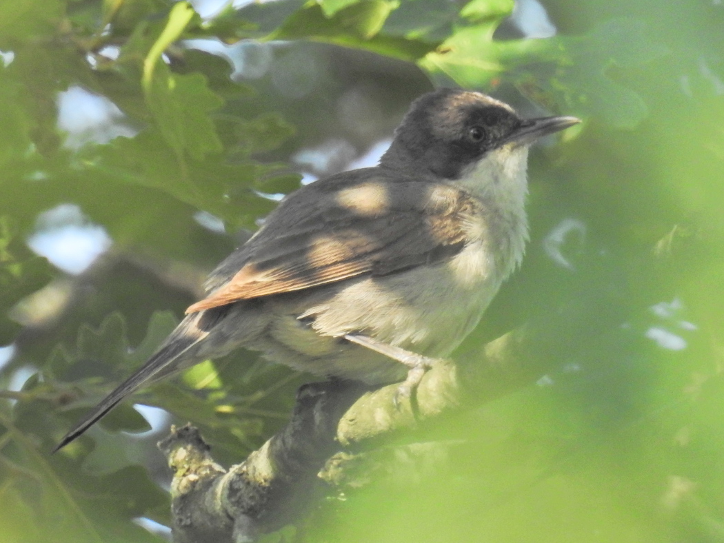 Eastern Orphean Warbler