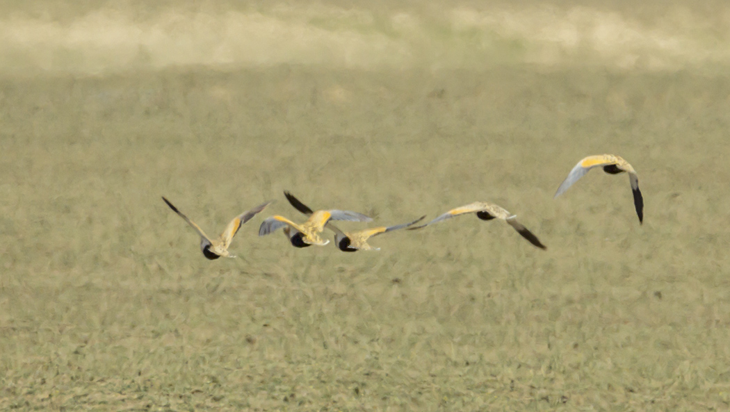 Black-bellied Sandgrouse