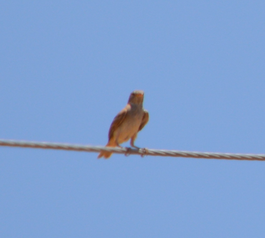 Cretzschmar`s Bunting