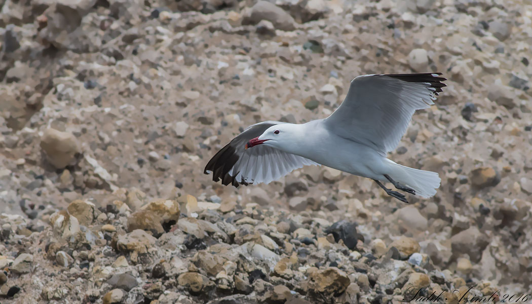 Audouin`s Gull