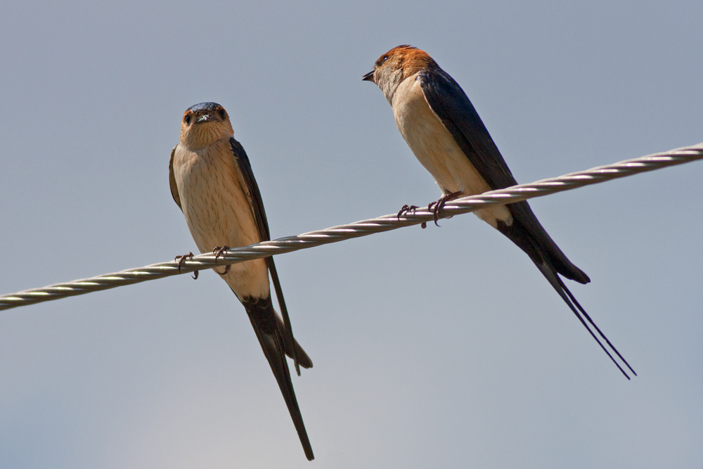 European Red-rumped Swallow