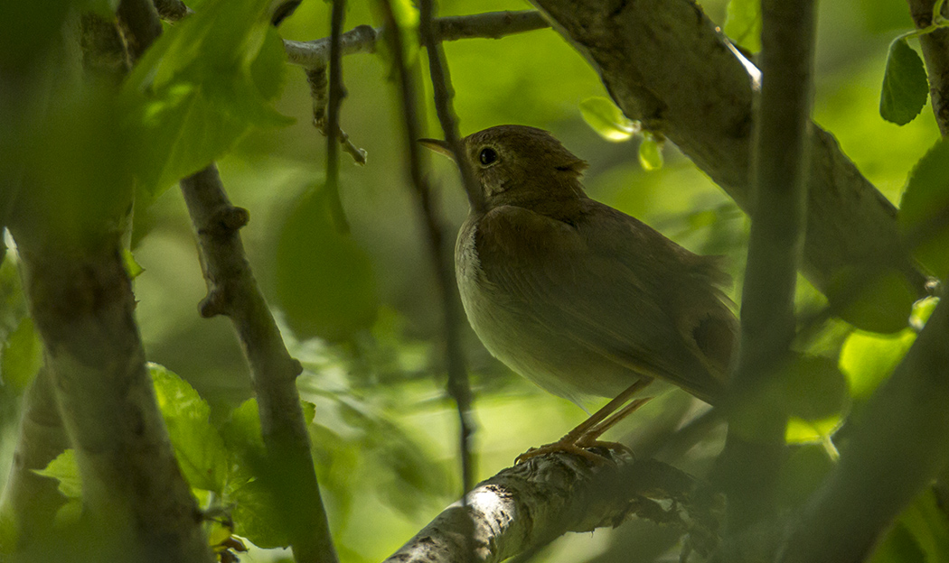 Common Nightingale