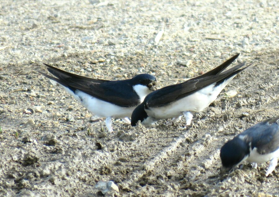 Common House Martin