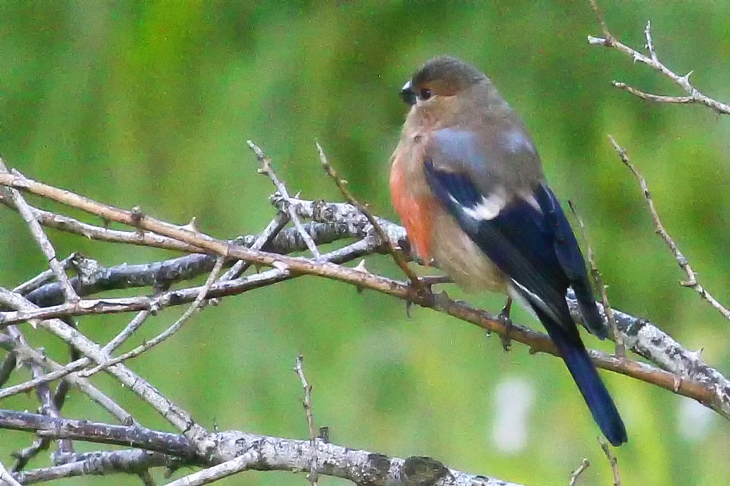 Eurasian Bullfinch
