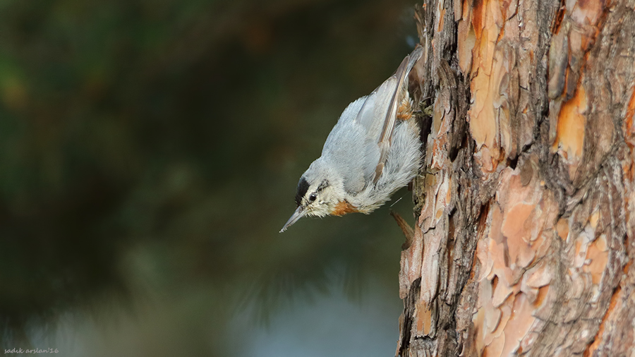 Krüper`s Nuthatch