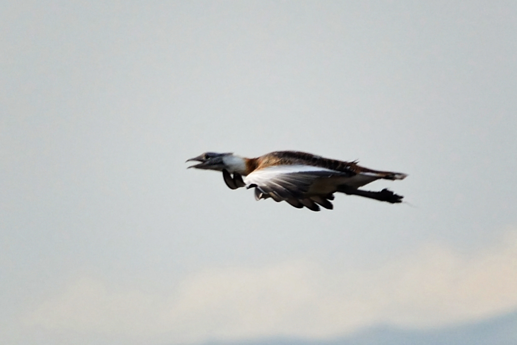 Great Bustard