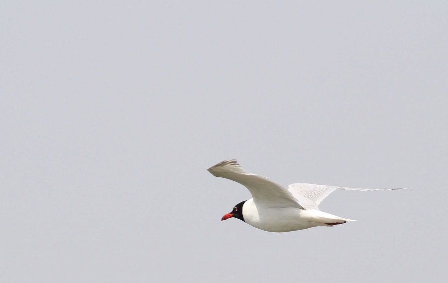 Mediterranean Gull