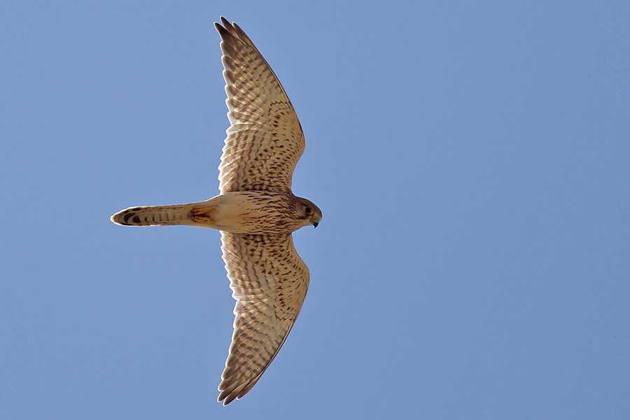Common Kestrel