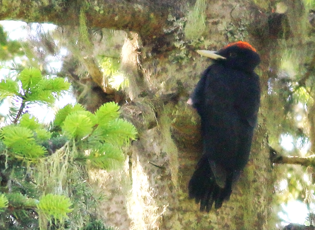 Black Woodpecker