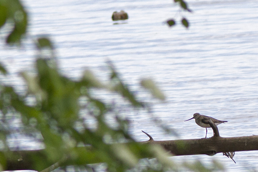 Terek Sandpiper