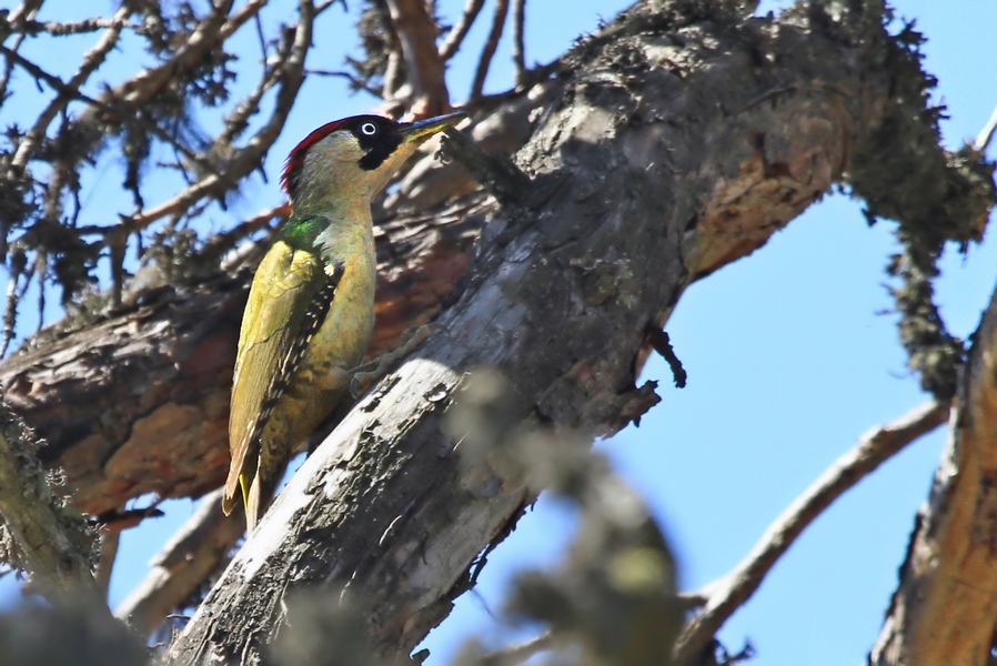 European Green Woodpecker