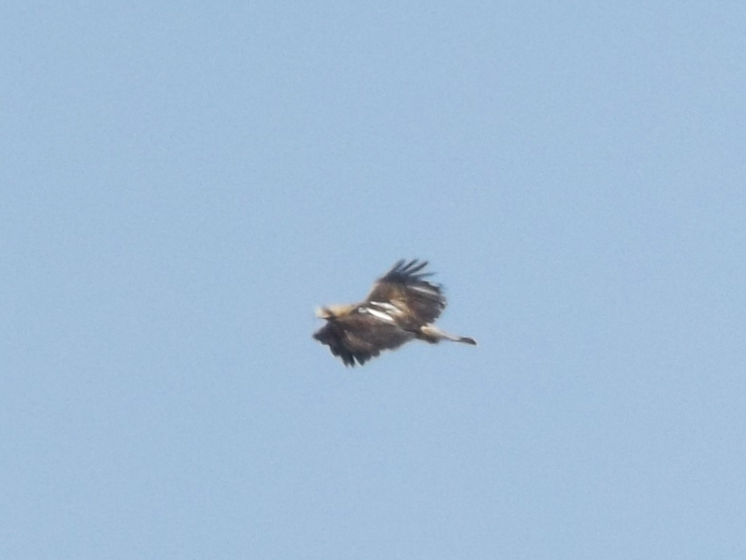 Eastern Imperial Eagle