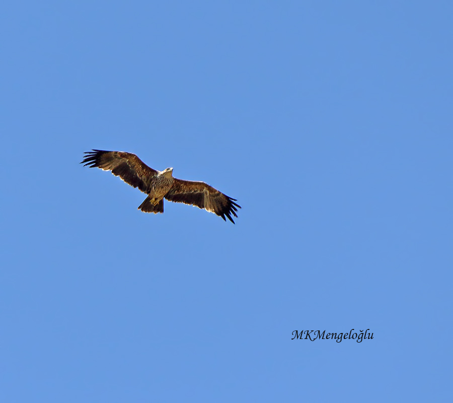 Eastern Imperial Eagle