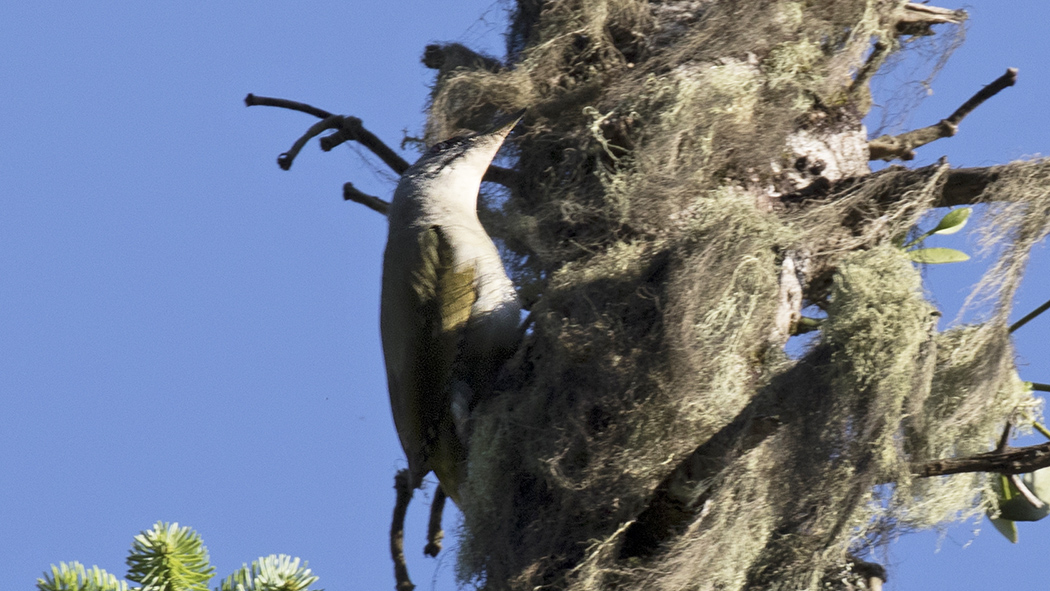 Grey-headed Woodpecker