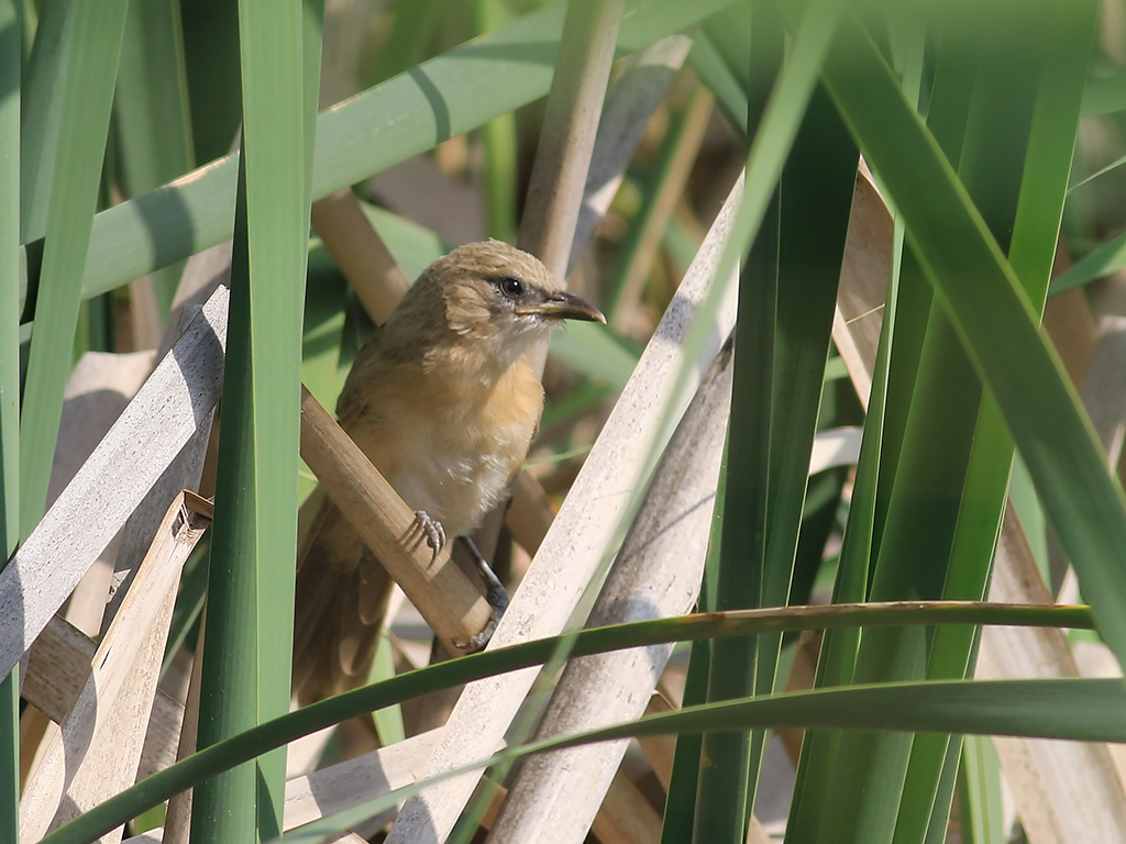 Iraq Babbler