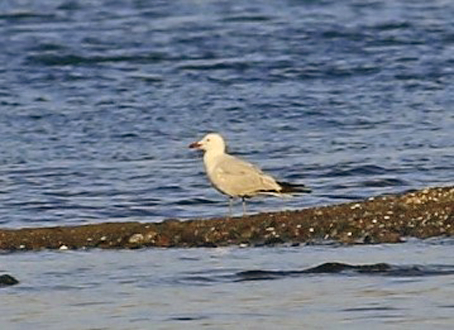 Audouin`s Gull