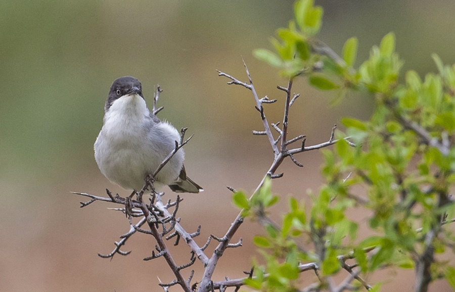 Eastern Orphean Warbler
