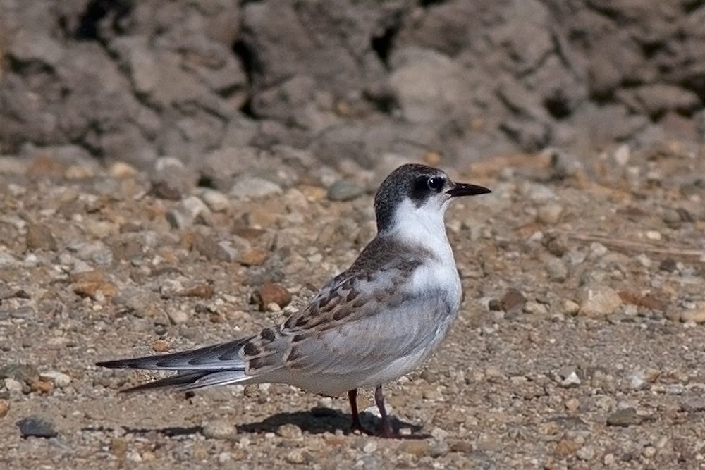 Bıyıklı Sumru