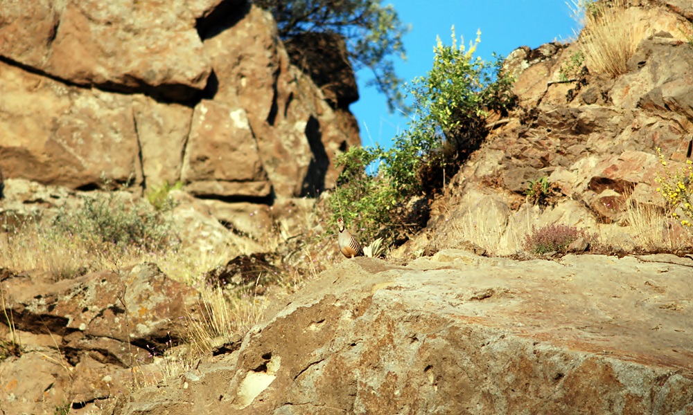 Chukar Partridge