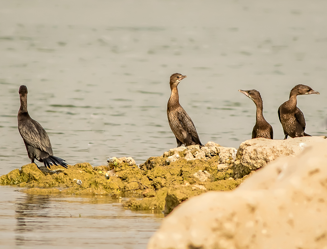 Pygmy Cormorant