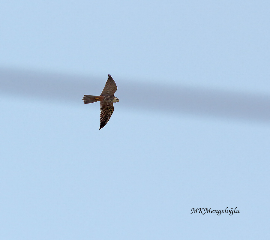 Eurasian Hobby