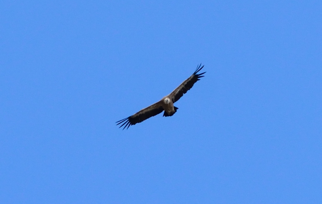 Griffon Vulture