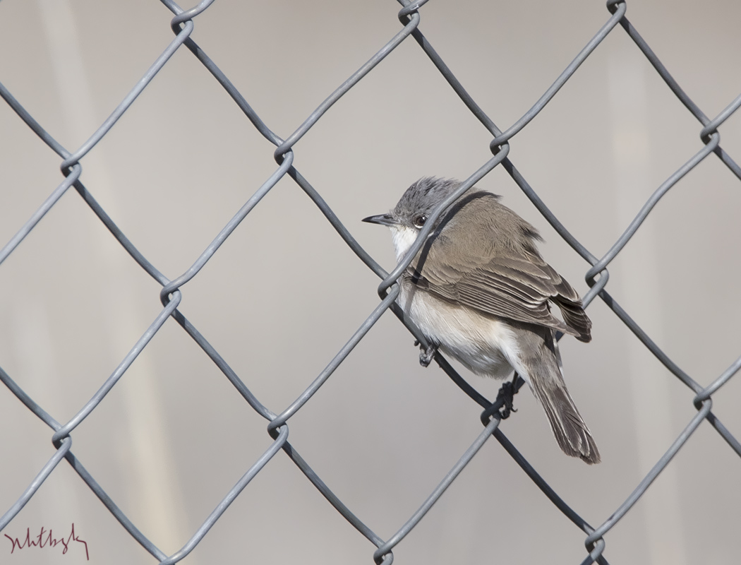 Lesser Whitethroat